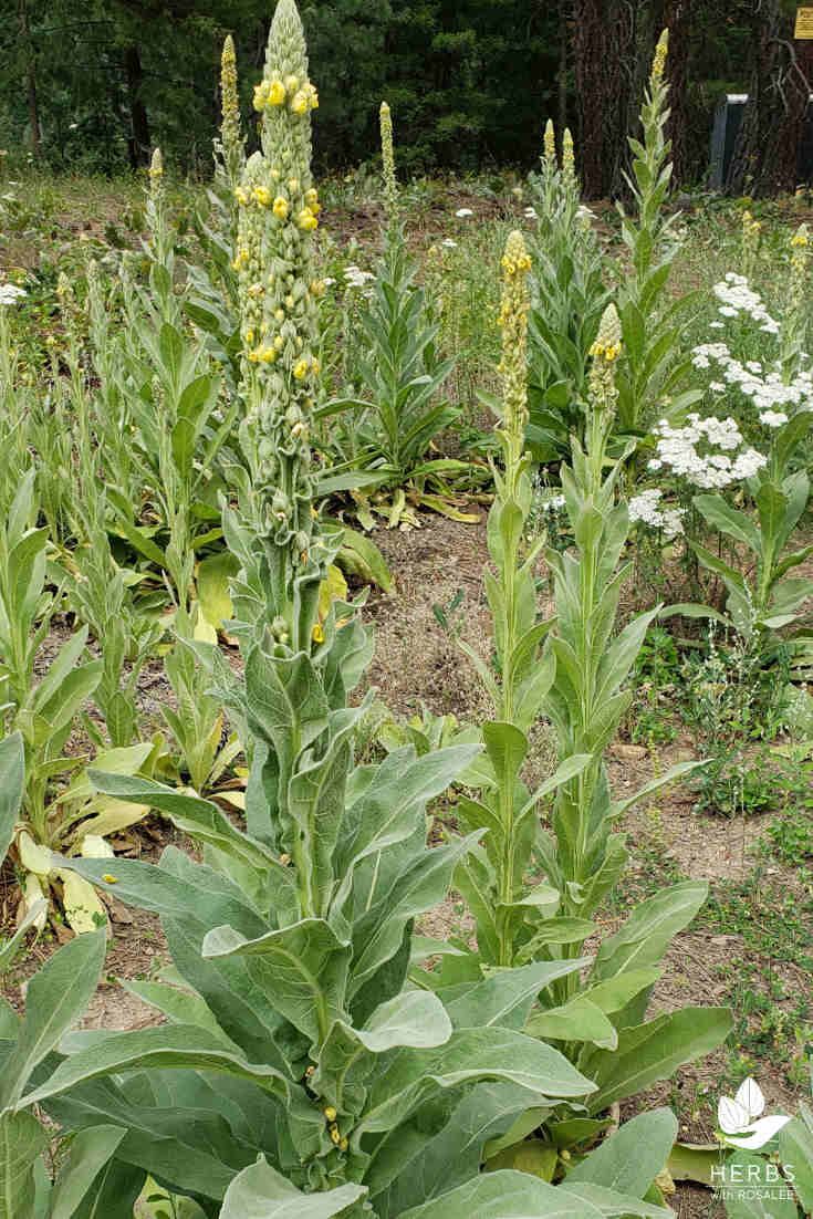 The Mullein Plant