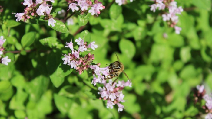 bee on oregano flower