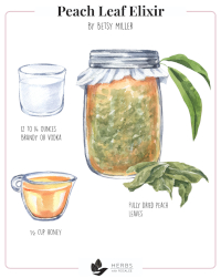 Peach Leaf Elixir Peach Leaf Elixir