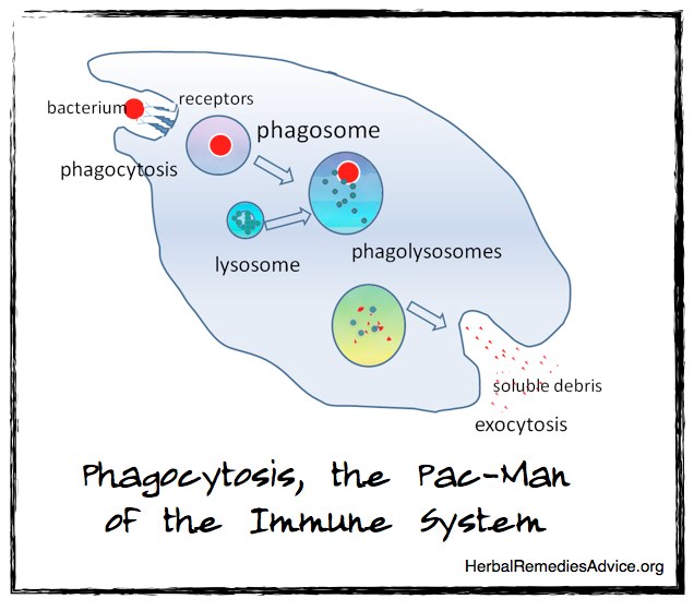 Phagocytosis is a process carried out by phagocyte cells and macrophage cells