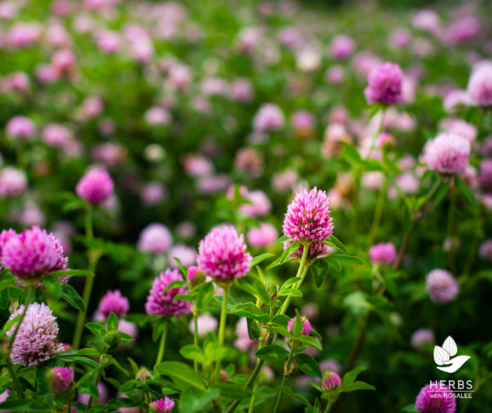 red clover benefits