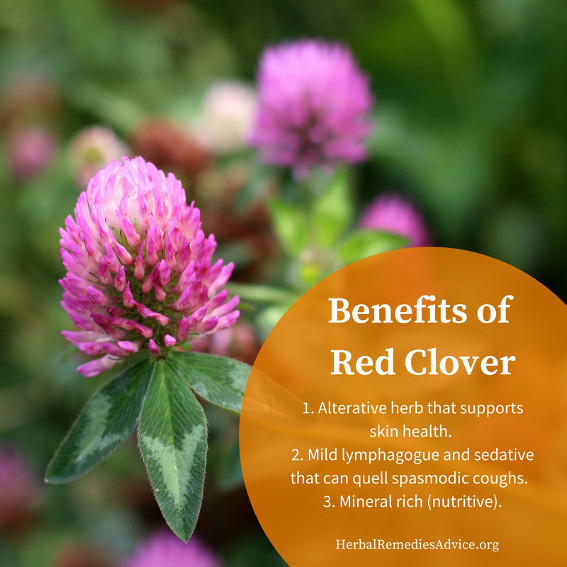 omdømme Kritik fersken Red Clover Benefits