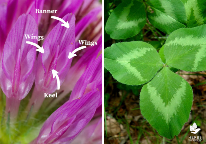 red clover benefits