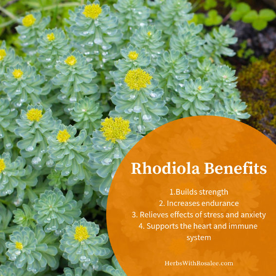 rhodiola benefits
