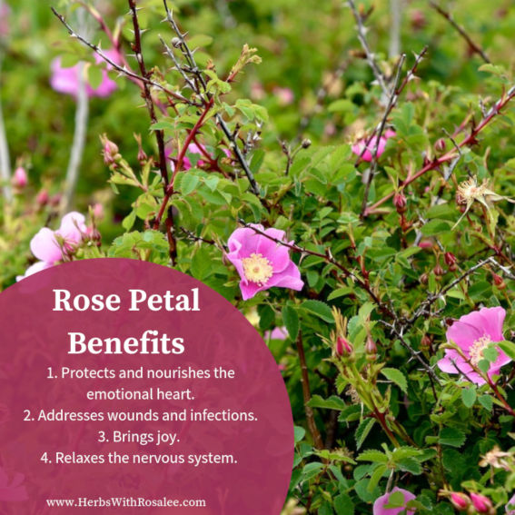 5 Health Benefits of Rose (Petals n' Hips) – Blume
