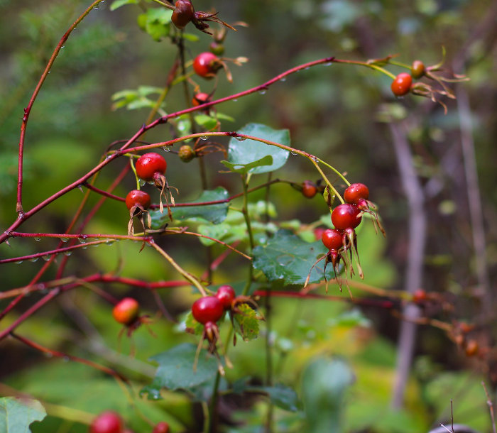 rose hips benefits