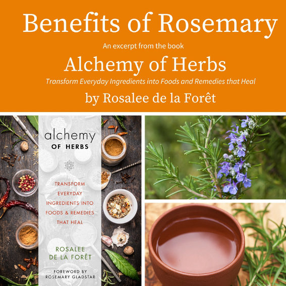 Rosemary Health Benefits Rosemary Health Benefits