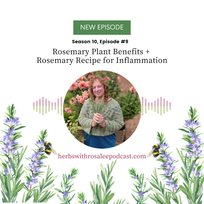 Rosemary Plant Benefits
