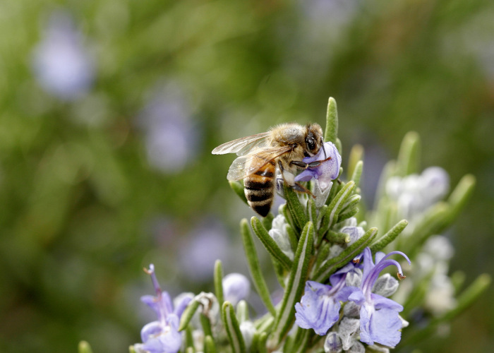 rosemary benefits