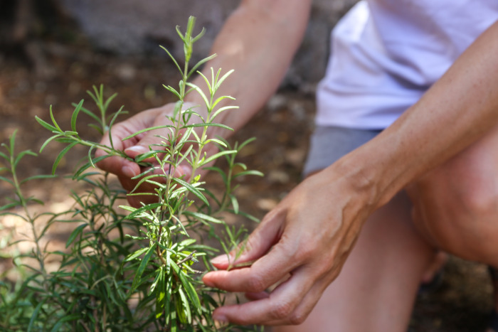 rosemary benefits