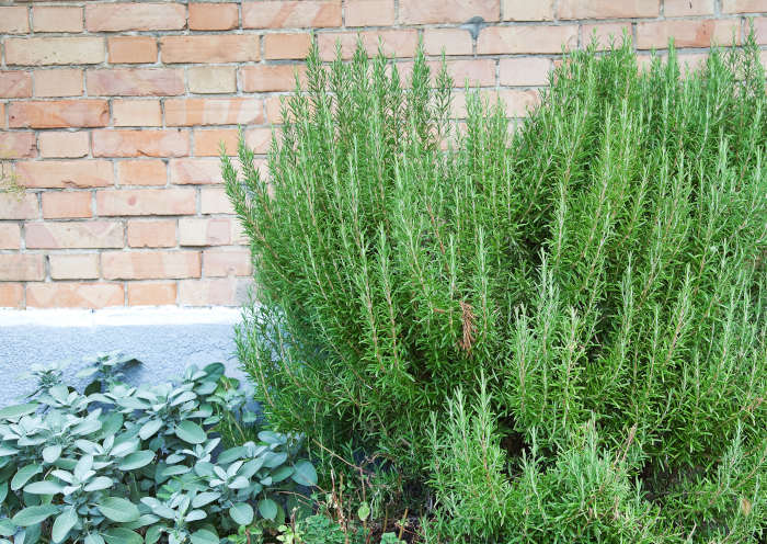 rosemary benefits