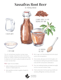 Sassafras root beer recipe