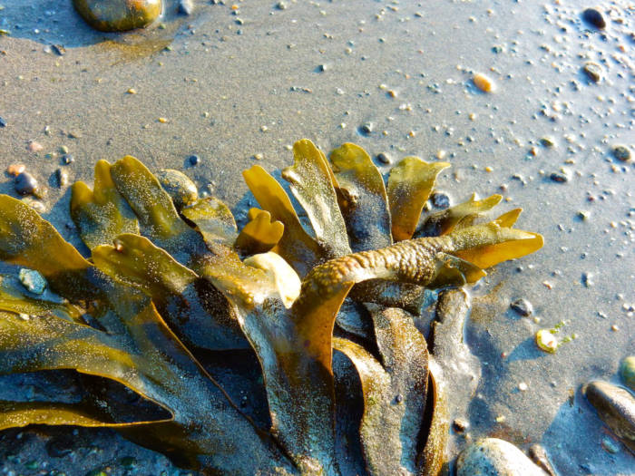 Seaweed Benefits