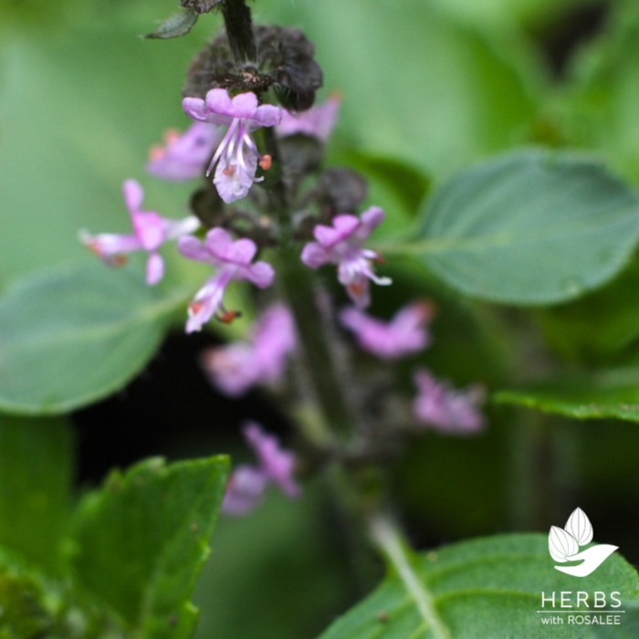 tulsi health benefits