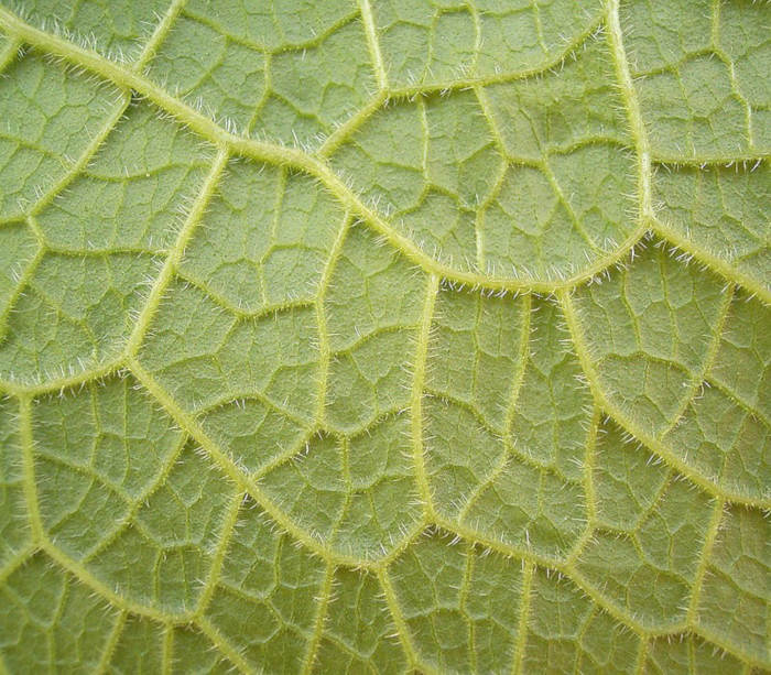 comfrey leaf benefits of comfrey