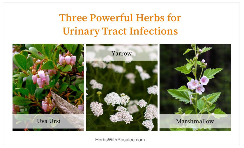 herbs for UTIs