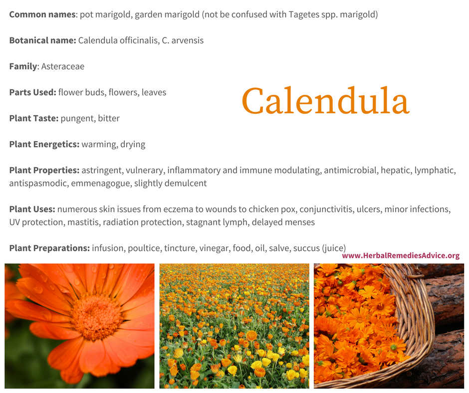 How To Use Calendula Plants - Learn About Calendula Benefits And Uses