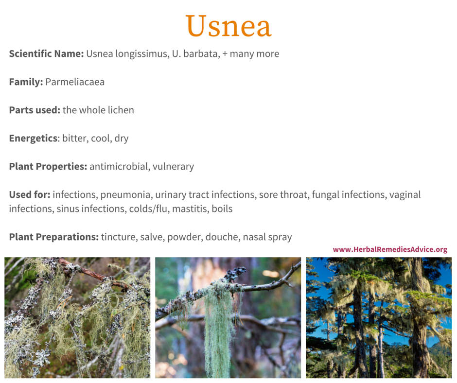 Usnea Herb