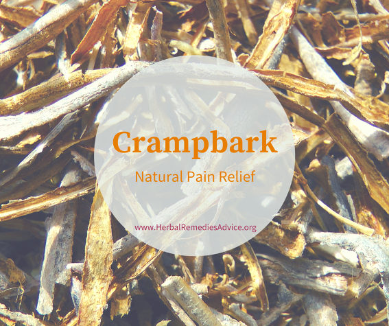 Cramp Bark