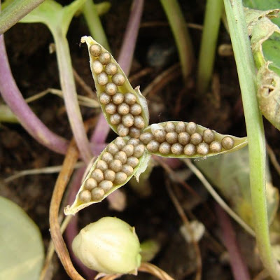 Violet seeds cheap