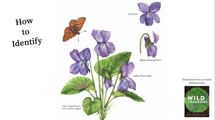 Violets in Wild Remedies