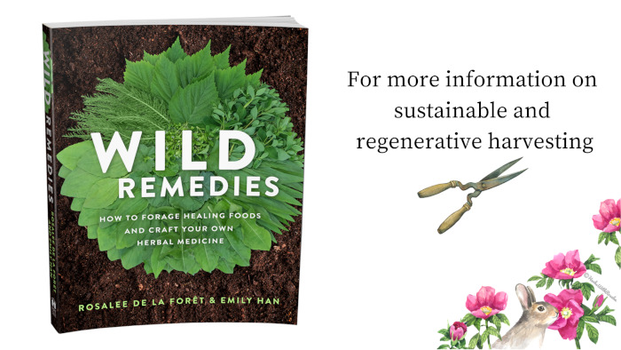 Wild Remedies on Roses