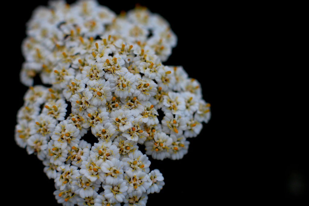 yarrow herb