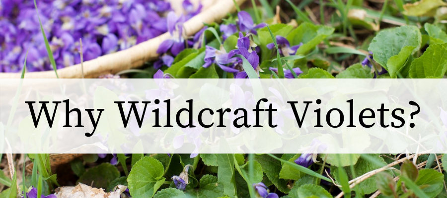 Edible Botanicals, Violet Blend - Terrain