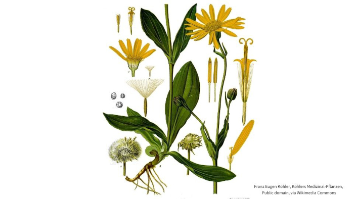 arnica botany