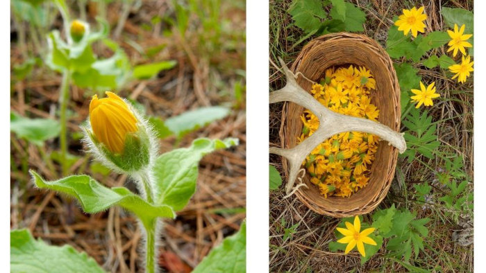 arnica harvest