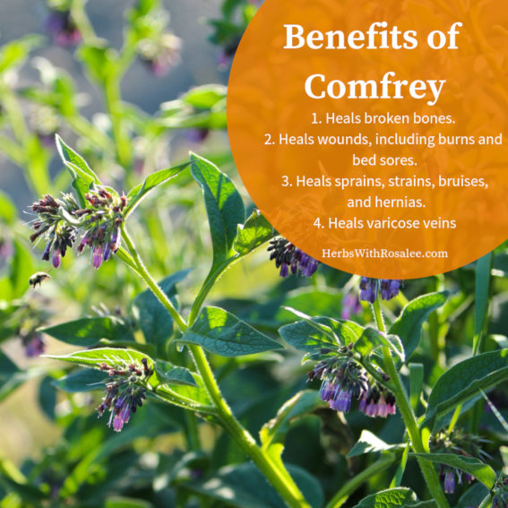 Benefits of Comfrey