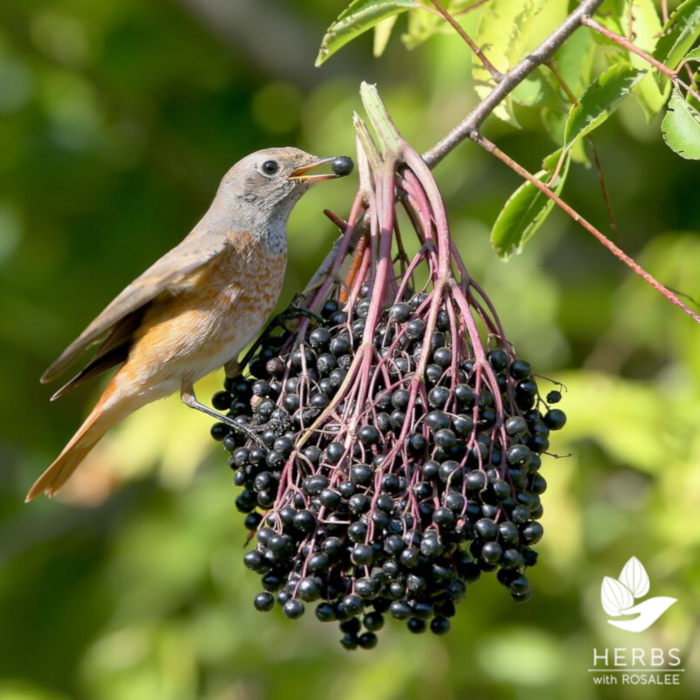 elderberry benefits