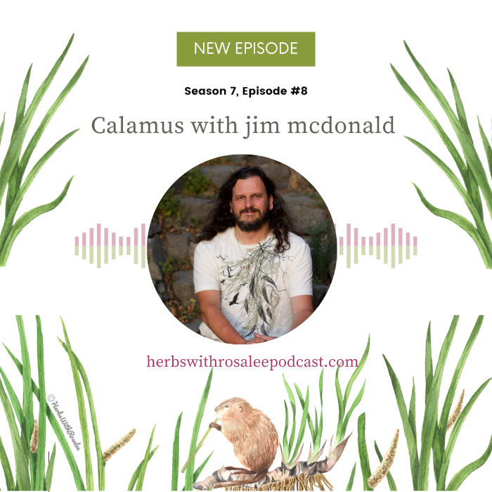 Benefits of Calamus root with jim mcdonald