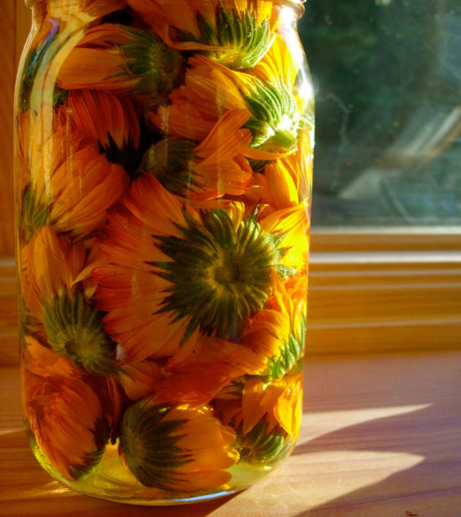 calendula tincture