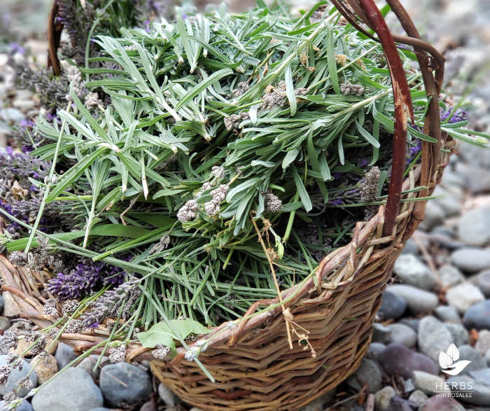 growing lavender