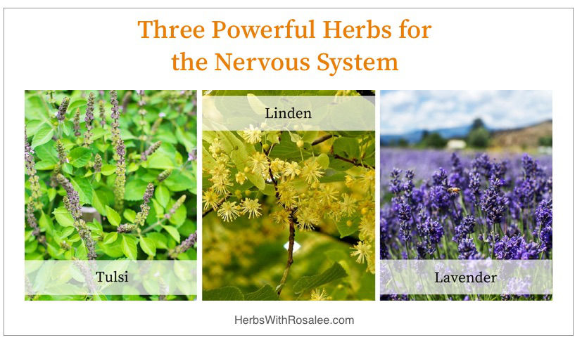 Antispasmodic Herbs for Nervous System Disorders