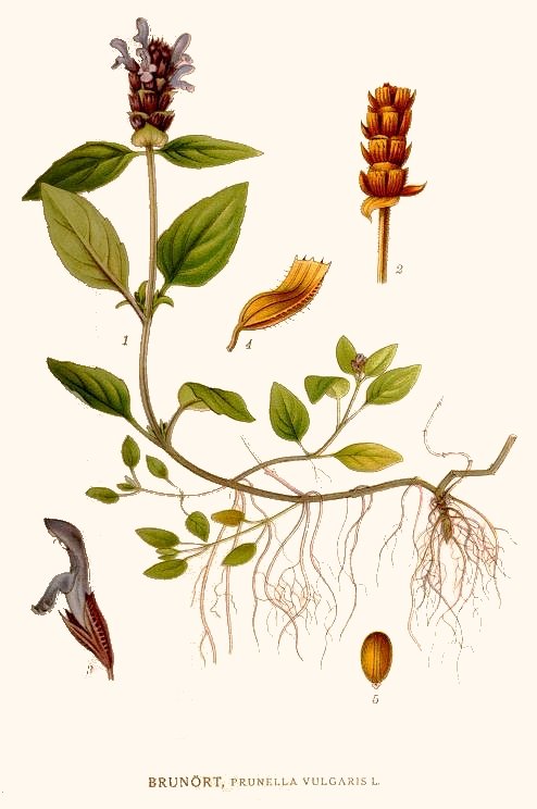 Self Heal Herb Botany