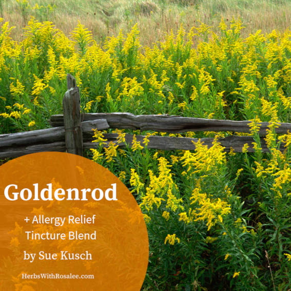 goldenrod plant