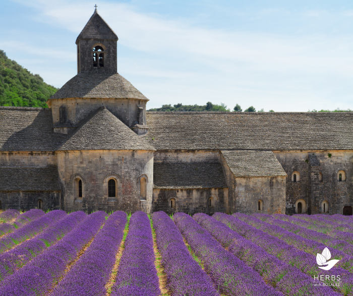 how to grow lavender