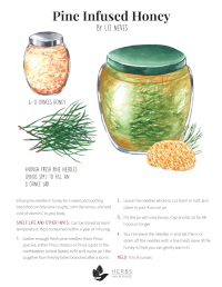 Pine Needle Honey Recipe