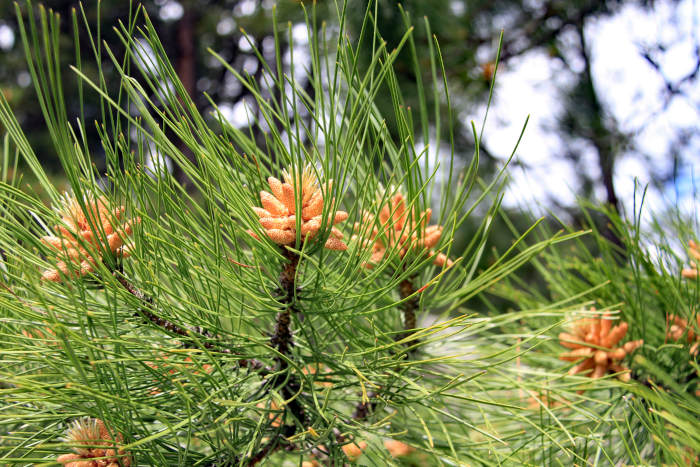 pine pollen cones