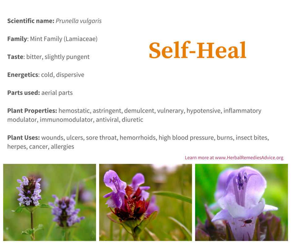 Self Heal Herb