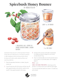 spicebush honey recipe