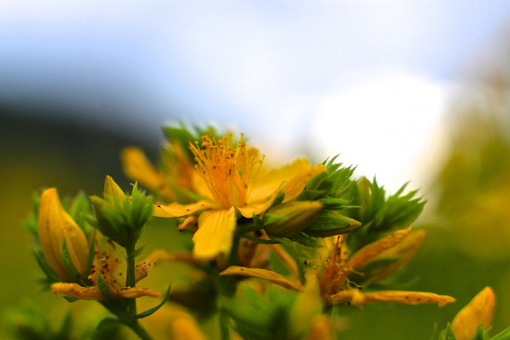 st johns wort pictures