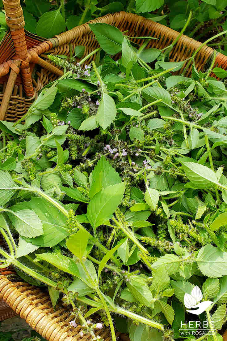 health benefits of tulsi