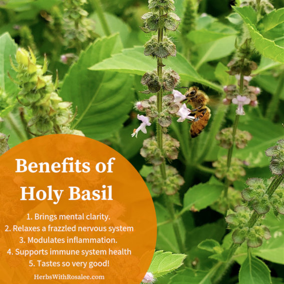 Health Benefits of Tulsi