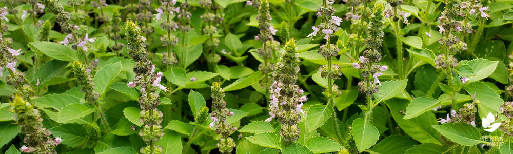 health benefits of tulsi