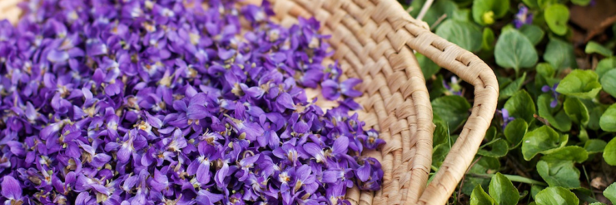 violet basket