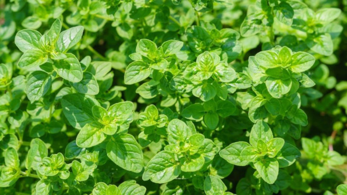 oregano plant