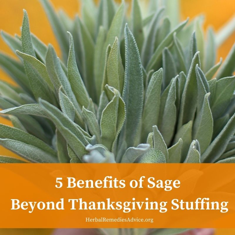 What is Sage? What is Sage used for? - Hill & Vale